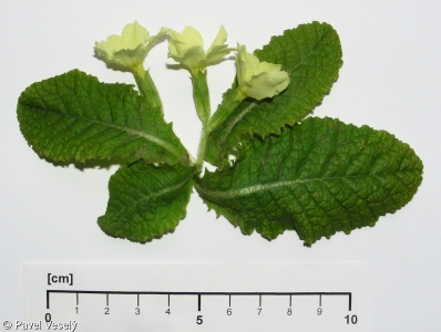 Primula vulgaris subsp. vulgaris – prvosenka bezlodyžná pravá