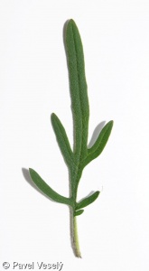 Prunella laciniata – černohlávek dřípený