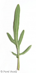 Prunella laciniata – černohlávek dřípený