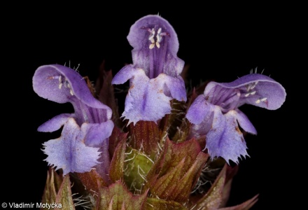 Prunella vulgaris – černohlávek obecný