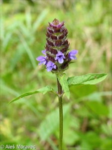 Prunella vulgaris