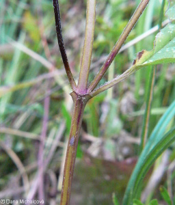 Prunella vulgaris – černohlávek obecný