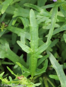 Prunella ×dissecta – černohlávek dřípený × č. velkokvětý