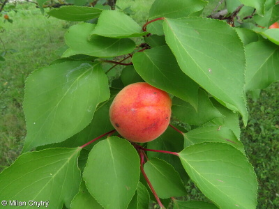 Prunus armeniaca – meruňka obecná