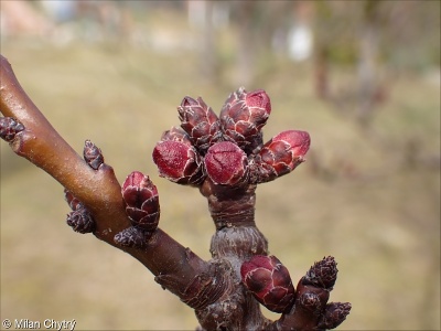 Prunus armeniaca – meruňka obecná