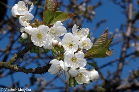 Prunus avium – třešeň ptačí, třešeň
