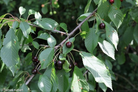 Prunus avium – třešeň ptačí, třešeň