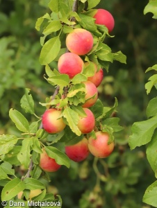 Prunus cerasifera – slivoň myrobalán, myrobalán