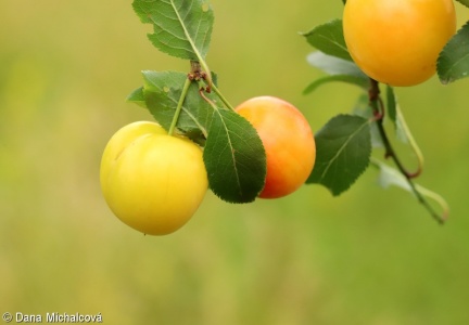 Prunus cerasifera – slivoň myrobalán, myrobalán