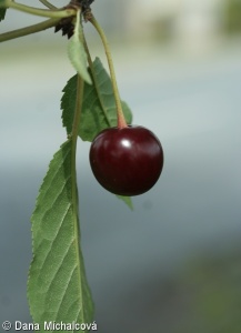 Prunus cerasus – třešeň višeň, višeň
