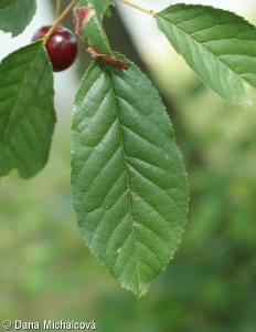Prunus cerasus – třešeň višeň, višeň