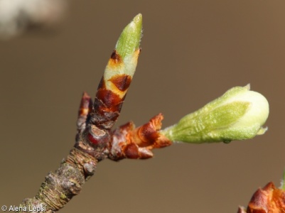 Prunus domestica – slivoň švestka, švestka