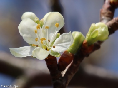Prunus domestica – slivoň švestka, švestka