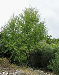 Prunus dulcis – mandloň obecná