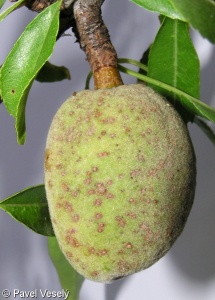 Prunus dulcis – mandloň obecná
