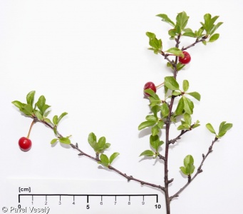 Prunus fruticosa – třešeň křovitá