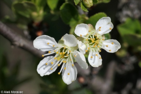 Prunus fruticosa – třešeň křovitá
