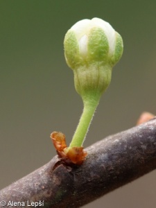Prunus insititia – slivoň obecná, slíva