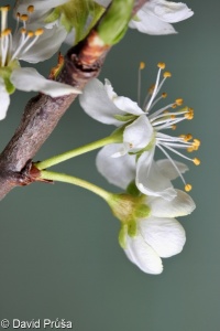Prunus domestica subsp. insititia