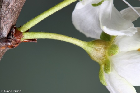 Prunus domestica agg. – okruh slivoně švestky