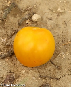 Prunus domestica subsp. insititia