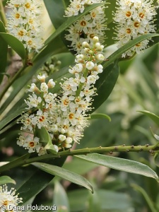 Prunus laurocerasus – bobkovišeň lékařská
