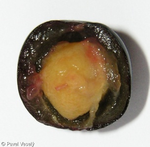 Prunus laurocerasus – bobkovišeň lékařská