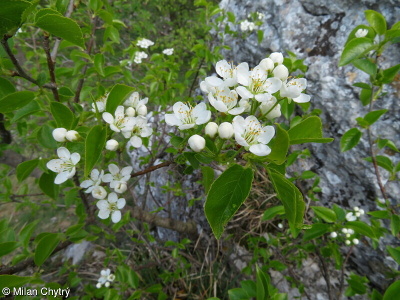 Prunus mahaleb – mahalebka obecná