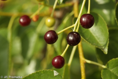 Prunus mahaleb – mahalebka obecná