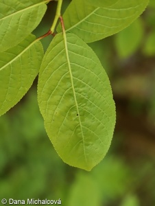 Prunus padus – střemcha obecná