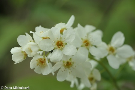 Prunus padus – střemcha obecná