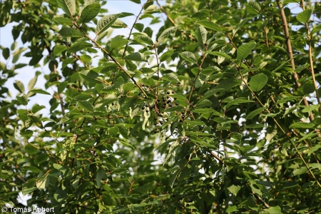 Prunus padus subsp. padus – střemcha obecná pravá