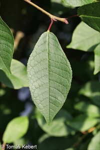 Prunus padus subsp. padus