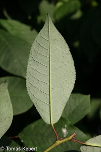 Prunus padus subsp. padus – střemcha obecná pravá