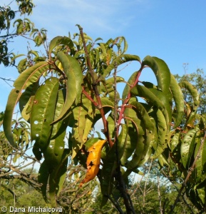 Prunus persica – broskvoň obecná