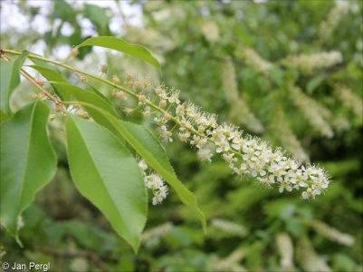 Prunus serotina – střemcha pozdní