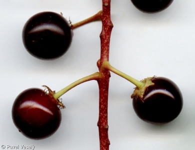 Prunus serotina – střemcha pozdní