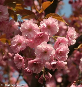 Prunus serrulata – sakura ozdobná, sakura