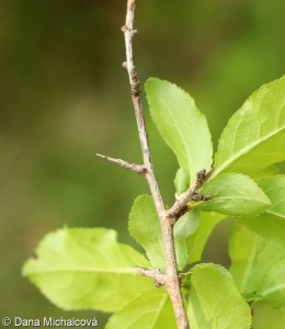 Prunus spinosa subsp. spinosa – trnka obecná pravá