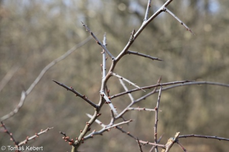 Prunus spinosa – trnka obecná, trnka
