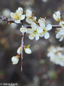 Prunus spinosa – trnka obecná, trnka