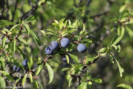 Prunus spinosa subsp. spinosa – trnka obecná pravá