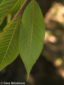 Prunus subhirtella – třešeň chloupkatá