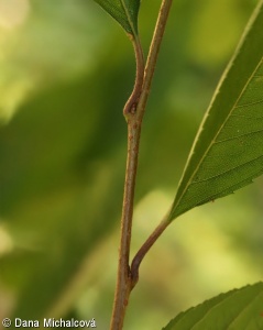 Prunus x subhirtella