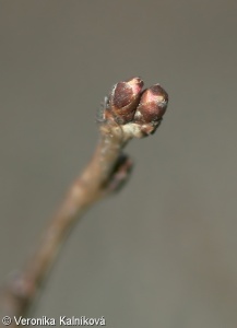 Prunus tenella – mandloň nízká