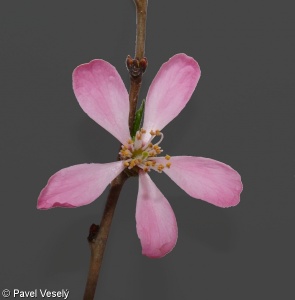 Prunus tenella – mandloň nízká