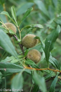 Prunus tenella