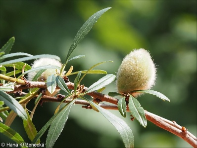 Prunus tenella &ndash; mandloň nízká