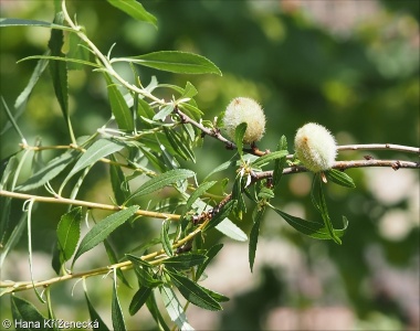 Prunus tenella &ndash; mandloň nízká