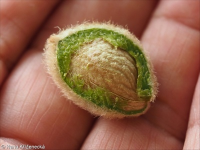 Prunus tenella &ndash; mandloň nízká